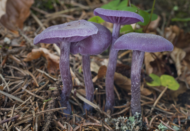 Laccaria amethystina